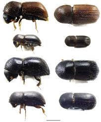 Image result for Xyris schliebenii