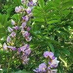 Image result for Millettia grandis