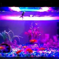 Pembayaran mudah, pengiriman cepat & bisa cicil 0%. Lampu Aquarium Jadikan Aquarium Ikan Kesayangan Lebih Berwarna Dan Indah