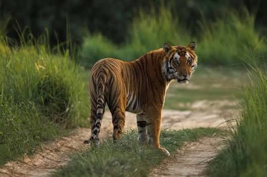 Chitwan
