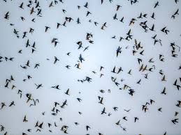 From someone reporting birds by the dozens were dying. Artificial Lighting May Shift Bird Migration By More Than A Week New Research Says Audubon