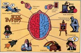 Otak kiri memiliki struktur yang sangat kompleks. Memahami Kinerja Otak Kanan Atau Kiri Bersedia Belajar