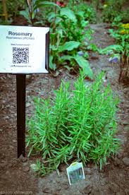 Image result for Rosmarinus officinalis