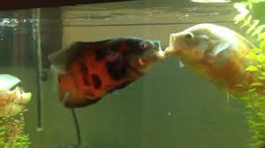 Low to high sort by price: Oscar Fish Behavior And Intelligence Everything You Need To Know