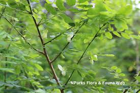 Image result for Ormocarpum