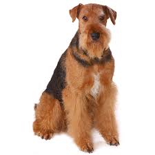 Big fluffy dog breeds that dont shed. Non Shedding Dogs Types Of Dogs That Don T Shed Info