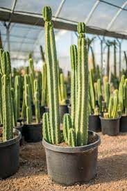 Same amazing genetics, but without roots and comes with a bit of a savings San Pedro Desert Horizon Nursery