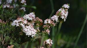 Image result for Tetragonia calycina