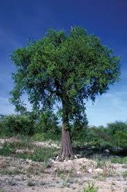 Image result for Spirostachys