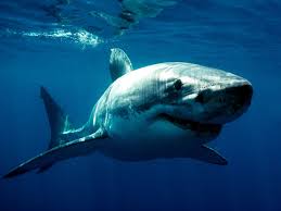 carcharodon carcharias white shark