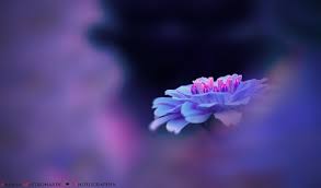 Purple Feeling I Love The Atmosphere That My Vintage Lens Zeiss Tessar 50mm Gave To This Macro Shot Do You If You Like My Photos You Can Follow Me On Fac