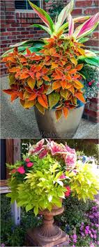 Best Shade Plants 30 Gorgeous Container Garden Planting Lists Showy Colorful And Easy Car Best Plants For Shade Shade Plants Container Container Gardening
