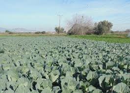 The middle of spring is the best time to start planting seeds for these. How To Grow Cabbage Cabbage Complete Growing Guide From Seeding To Harvesting Wikifarmer