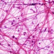 Connective Tissue Collagene Fibra