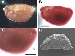 Image result for Oreophyton falcatum