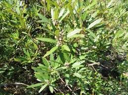 Image result for Searsia tomentosa