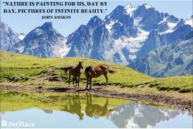 Where cats go when they die; Earth Day Horse Quote Horse Quotes Animal Quotes Natural Landmarks