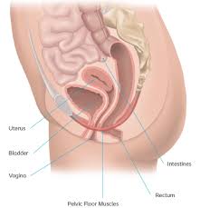 Find the perfect female anatomy. Learn More About Pelvic Organ Prolapse Symptoms Treatments