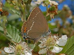 Image result for Satyrium