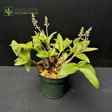 Image result for Ledebouria luteola