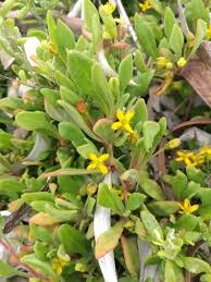 Image result for Tetragonia spicata