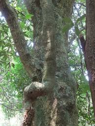 Image result for Oncinotis tenuiloba