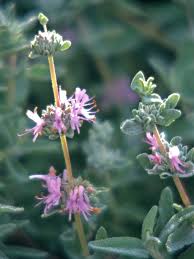Dried molineria flowers are created by drying the molineria flower. A Gardener S Guide To Salvias Better Homes Gardens