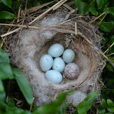 Birds And Their Eggs Pictures Egg And Nest Identification Nest Eggs Spring Birds
