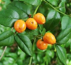 Image result for Cassinopsis ilicifolia