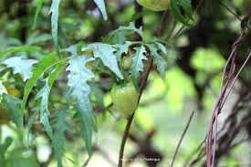 Image result for Merremia verecunda