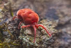 Image result for red mite