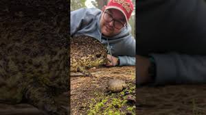 Image result for Cola natalensis