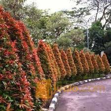 Check spelling or type a new query. Pohon Pucuk Merah Murah Berkwalitas Taman Luar Ruangan Tanaman Pohon