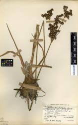 Image result for Juncus lomatophyllus