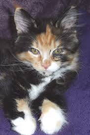 Check spelling or type a new query. Amazon In Buy Calico Maine Coon Cat Journal Lined Notebook Diary Book Online At Low Prices In India Calico Maine Coon Cat Journal Lined Notebook Diary Reviews Ratings
