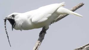 Conheça o pássaro mais barulhento do mundo - Gazeta de São Paulo