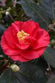 Terrell Weaver Camellia Beautiful Flowers Flowers