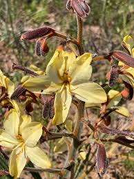 Image result for Wachendorfia