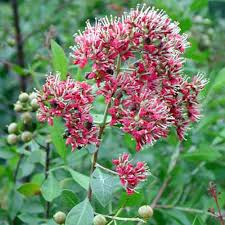 Henna Dye Seed Pack Red In 2020 Plants Trees To Plant Henna Plant