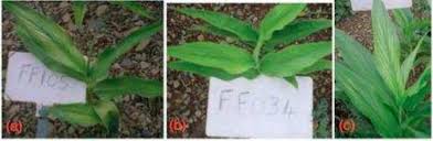 Image result for Siphonochilus brachystemon