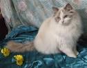 The Bicolor Ragdoll Pattern - RAGDOLL CATS RAGDOLL KITTENS ...