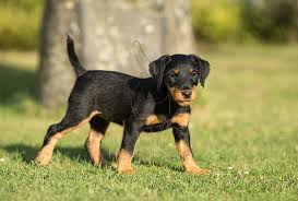 Full Grown Jack Russell Terrier Black And Brown Jagdterrier Deutscher German Hunt Terrier Irish Black And Tan Jack Russell Terrier Aislinge Bray Terriers Terrier Susse Tiere Jagdhunde