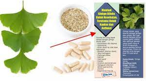 Ginkgo biloba, commonly known as ginkgo or gingko (both pronounced /ˈɡɪŋkoʊ/), also known as the maidenhair tree, is the only living species in the division ginkgophyta, all others being extinct. Manfaat Ginkgo Biloba Untuk Kesehatan Terutama Untuk Kanker Dan Asma Tribun Medan