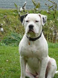 Bulldog Near The Water Bulldog Puppies American Bulldog White American Bulldogs