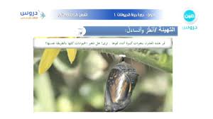 الثالث الابتدائي الفصل الدراسي الأول علوم دورة حياة الحيوانات Youtube