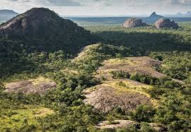 Image result for Acacia quiterajoensis