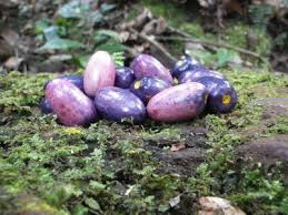 Image result for Pachylobus edulis