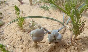 Image result for Dipcadi bakerianum