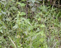 Image result for Digitaria longiflora