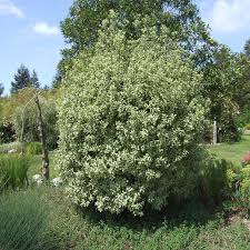 Image result for Pittosporum